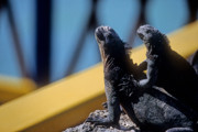 18 - Iguanes marins sur l'ile Santa Cruz